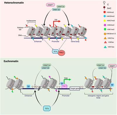 5-methylcytosine turnover: Mechanisms and therapeutic implications in cancer